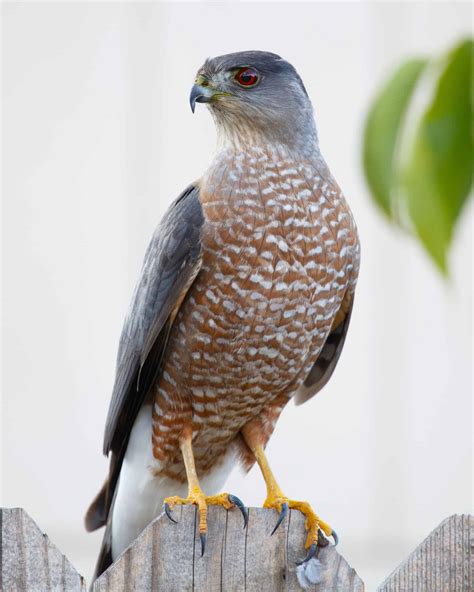 12 Amazing Hawks With White Heads