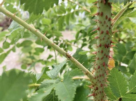 When Plants Fight Back!