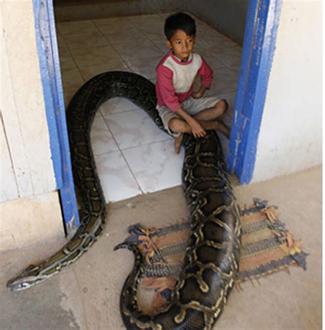 小男孩天生特异功能，和蟒蛇做朋友，骑在蛇背上玩耍