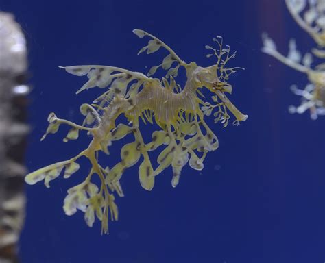 Image result for Alien Sea Creatures