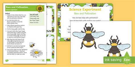 Bee & Pollination Science Experiment Activity | Early Years