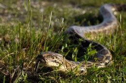 Image result for Florida Python Invasion