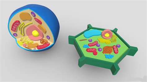 Cell Model 的图像结果