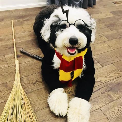 Best large dog costumes online