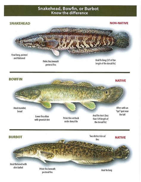 Snakehead-Bowfin-Burbot-Poster-pdf - Ottumwa Radio