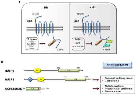 DUBs Activating the Hedgehog Signaling Pathway: A Promising Therapeutic ...