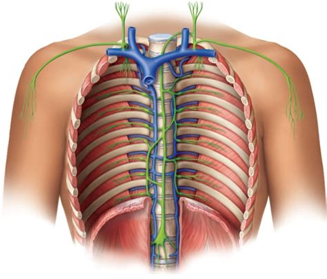 Image result for Lymphatic Trunks