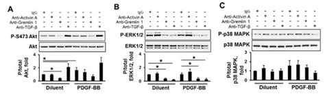 Inhibitory Antibodies against Activin A and TGF-β Reduce Self-Supported ...