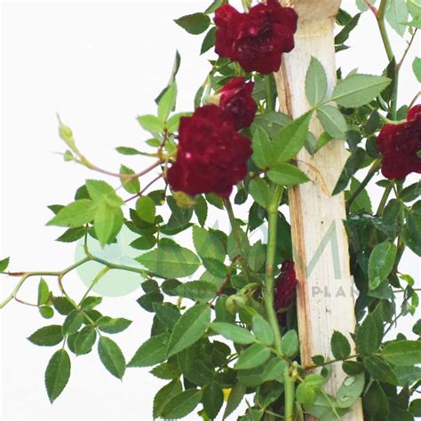 Creeper Rose / Climbing Rose – Plant (Red) - MyPlantMyTaste