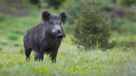 Asp.net Core Checkbox Example 的图像结果