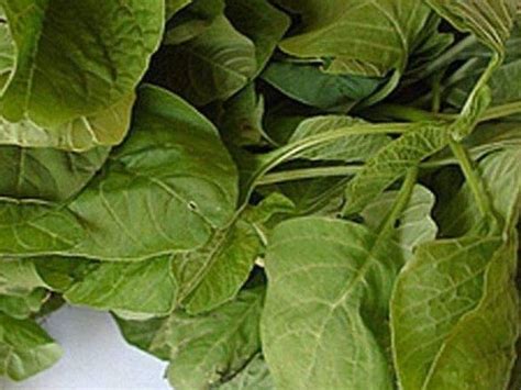 ORGANIC VEGETABLES | KYSSA FARMS – Kyssa Farms