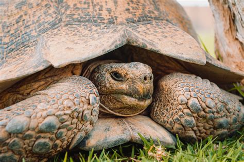 Image result for Tortoise