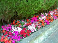 immagini di fiori da stare la finestra di stefania impatiens nuova guinea i fiori immagini di fiori da stare la finestra di stefania impatiens nuova guinea i fiori
