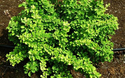 Popular varieties of barberry Thunberg, characteristics: Admiration ...