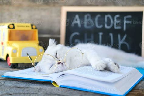 un pequeño blanco gatito en lentes para visión duerme en abierto libros ...