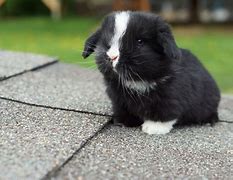 Image result for What Do Newborn Baby Rabbits Look Like