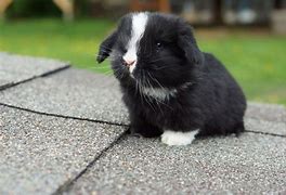 Image result for Black and White Fluffy Holland Lop Bunnies