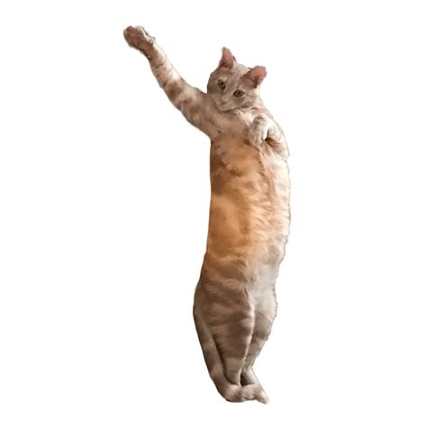 El Gato Dancing Gif