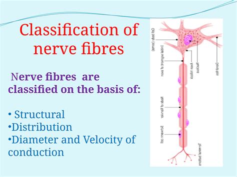Classification and poperties of Nerve fibres | PPTX