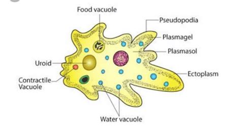 Explain the structure of amoeba and its part? - EduRev Class 9 Question