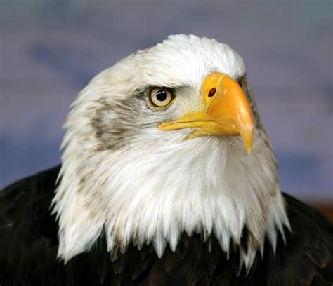 The American bald eagle (Haliaeetus Leucocephalus) | PRINCE GEORGE