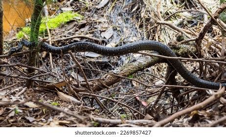 Image result for Australian Diamond Python