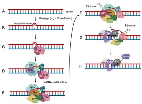 Replication Protein A | Encyclopedia MDPI