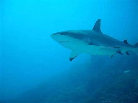 高孝午：保护鲨鱼的公益使者