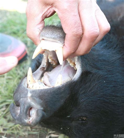 日本黑熊襲人致4死 遭獵人射殺 - 每日頭條