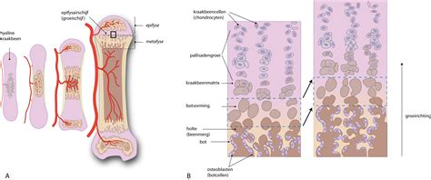 Slagter - Drawing Endochondral ossification (bone formation) - Dutch labels | AnatomyTOOL