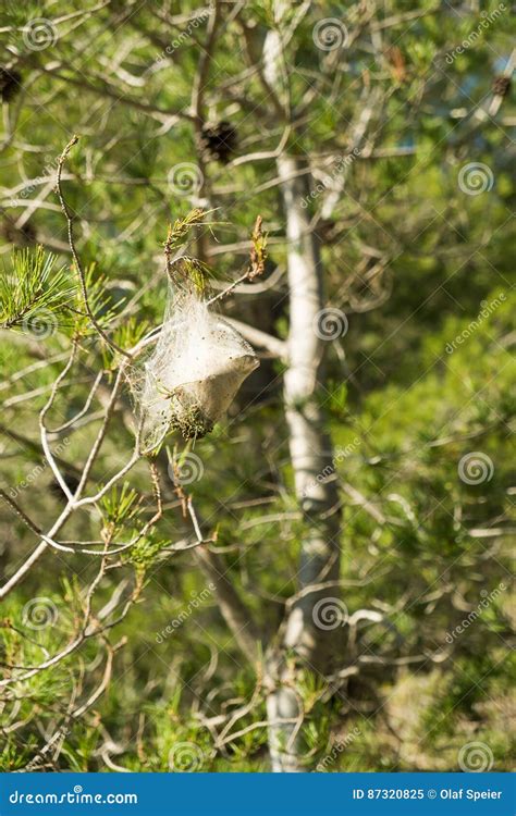 Processionary nest stock image. Image of larva, maggot - 87320825