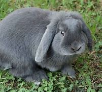 Image result for Mini Lop Rabbit Adult