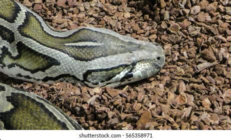 Image result for Reticulated Python Head