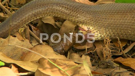 Image result for Python Poop