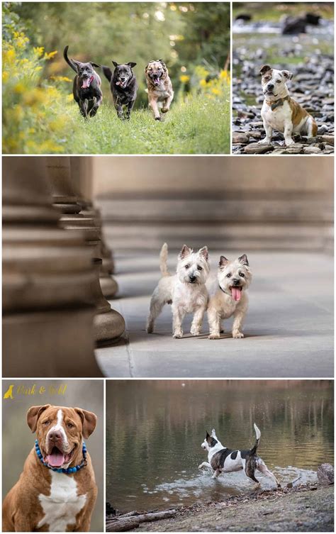 mixed-breeds-cairn-terriers-pittsburgh-dog-superlatives-2021 – Bark ...