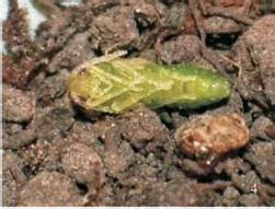 Metamorphosis in insects, Types of larva and pupa