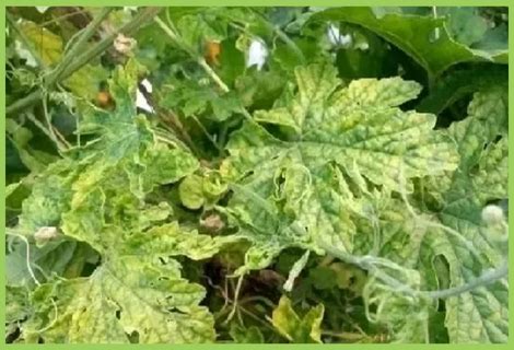 Bitter gourd Fusarium Wilt | Bitter gourd Disease | Symptoms & Control ...