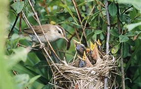 Image result for Wild Animal Nests