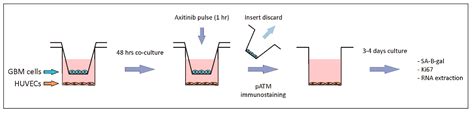Glioblastoma Cells Do Not Affect Axitinib-Dependent Senescence of ...
