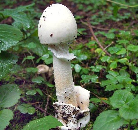 Мухомор вонючий (Amanita virosa) фото и описание
