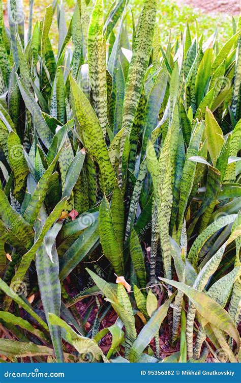 Sansevieria Trifasciata Flower Stock Photo - Image of botanical ...