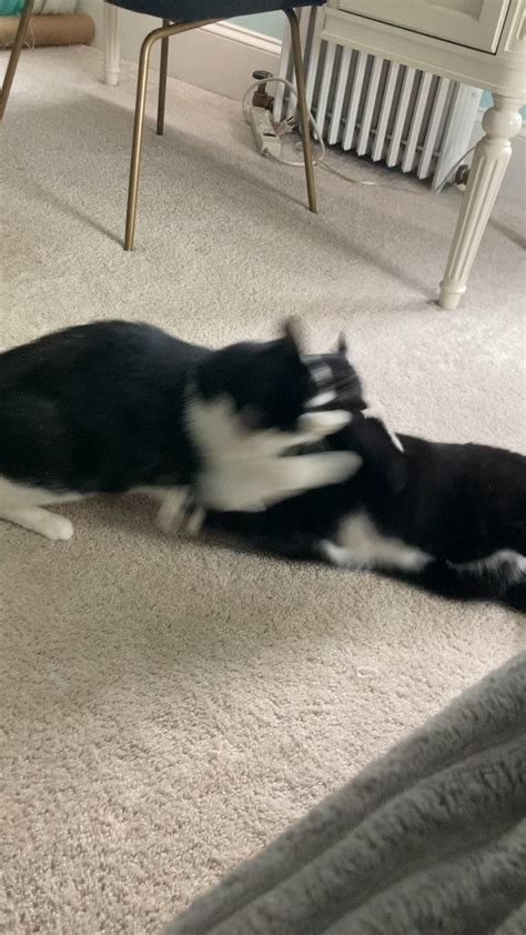 Image result for Knockout Cat Fighting Scripts