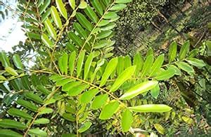 Creative Farmer Herbal Plant for Gardening Simarouba Lakshmi Taru ...