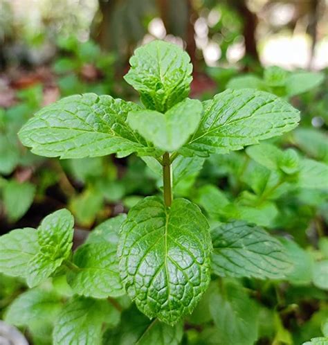 Pudina.Mint Plant Live, (Mentha spicata subsp) Live Medicinal Plant ...