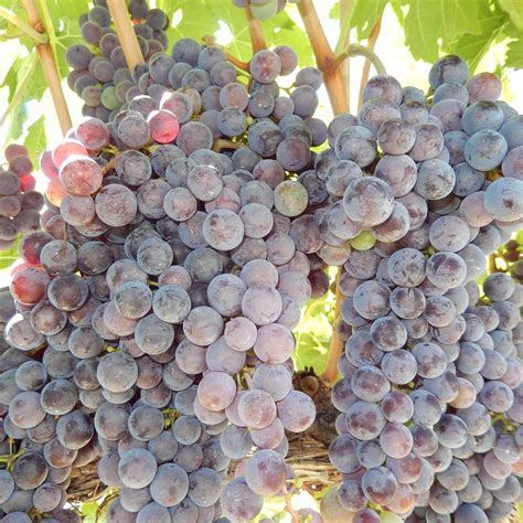 CHELAN ESTATE WINERY Guide (2026) All You Need to Know BEFORE You Go ...