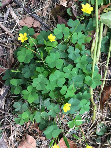 Yellow Wood Sorrel: Small Plant, Big Taste — Four Season Foraging
