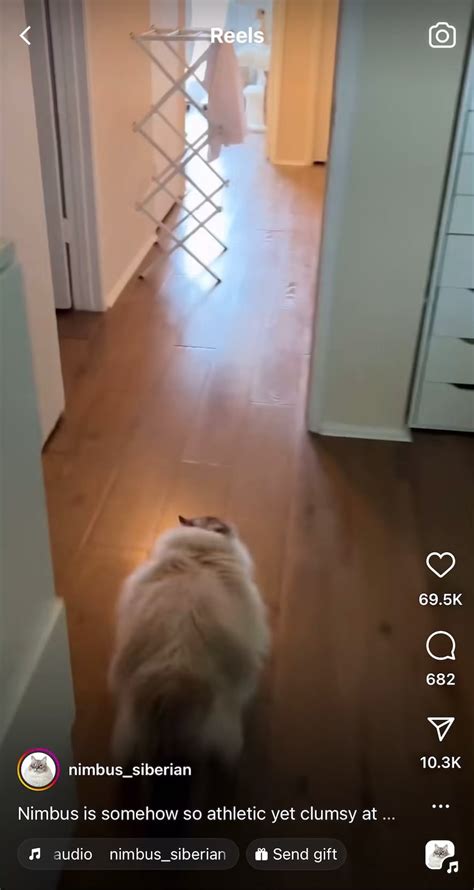 *insert opposite of graceful here* : r/holdmycatnip