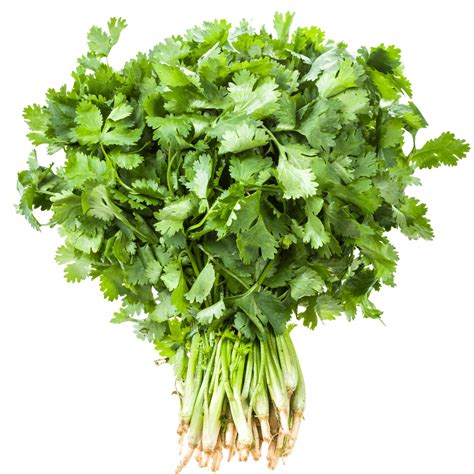 Cilantro In Mexican Spanish at Roy Wall blog