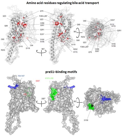 Multitasking Na+/Taurocholate Cotransporting Polypeptide (NTCP) as a ...