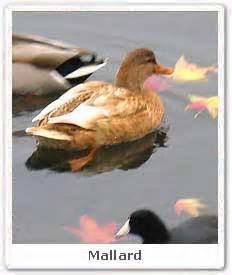 Mallard, Mallard in India, Mallard in Panna National Park : Eco India